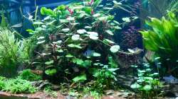 Pflanzen im Aquarium Eheim Proxima