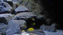 Besatz im Aquarium Mbuna Tempel