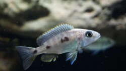 Besatz im Aquarium Malawi 2 (aufgelöst, nur noch Beispiel )