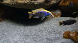 Besatz im Aquarium Malawi 2 (aufgelöst, nur noch Beispiel )