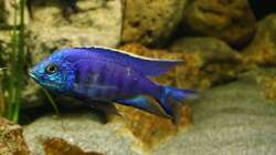 Besatz im Aquarium Malawi 2 (aufgelöst, nur noch Beispiel )