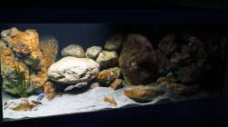 Aquarium Malawi 2 (aufgelöst, nur noch Beispiel )