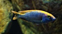 Besatz im Aquarium Malawi 2 (aufgelöst, nur noch Beispiel )