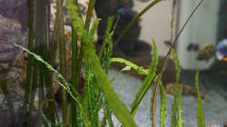 Hammerschlag cryptocoryne (Cryptocoryne aponogetifolia)