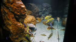 Aquarium Malawi 2 (aufgelöst, nur noch Beispiel )