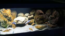 Aquarium Malawi 2 (aufgelöst, nur noch Beispiel )