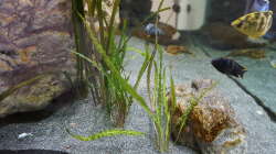 Hammerschlag cryptocoryne (Cryptocoryne aponogetifolia