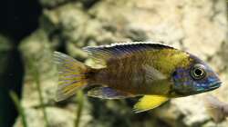 Besatz im Aquarium Malawi 2 (aufgelöst, nur noch Beispiel )