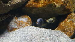 Besatz im Aquarium Malawi 2 (aufgelöst, nur noch Beispiel )