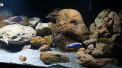 Aquarium Malawi 2 (aufgelöst, nur noch Beispiel )