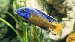 Besatz im Aquarium Malawi 2 (aufgelöst, nur noch Beispiel )