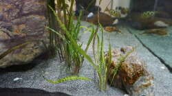 Hammerschlag cryptocoryne (Cryptocoryne aponogetifolia