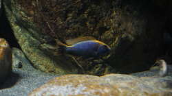 Besatz im Aquarium Malawi 2 (aufgelöst, nur noch Beispiel )