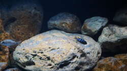 Dekoration im Aquarium Malawi 2 (aufgelöst, nur noch Beispiel )