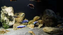 Dekoration im Aquarium Malawi 2 (aufgelöst, nur noch Beispiel )