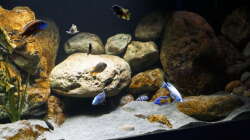 Aquarium Malawi 2 (aufgelöst, nur noch Beispiel )