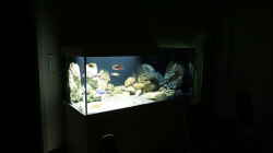 Aquarium Malawi 2