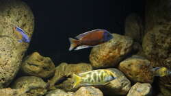 Besatz im Aquarium Malawi 2 (aufgelöst, nur noch Beispiel )