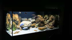 Aquarium Malawi 2 (aufgelöst, nur noch Beispiel )