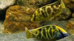 Besatz im Aquarium Malawi 2 (aufgelöst, nur noch Beispiel )