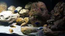 Aquarium Malawi 2 (aufgelöst, nur noch Beispiel )