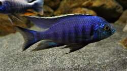 Besatz im Aquarium Malawi 2 (aufgelöst, nur noch Beispiel )