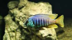 Besatz im Aquarium Malawi 2 (aufgelöst, nur noch Beispiel )