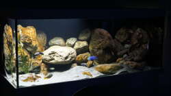Aquarium Malawi 2 (aufgelöst, nur noch Beispiel )