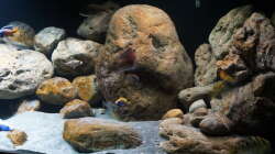 Dekoration im Aquarium Malawi 2 (aufgelöst, nur noch Beispiel )