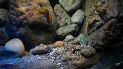 Dekoration im Aquarium Malawi 2 (aufgelöst, nur noch Beispiel )