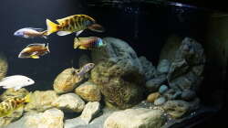 Dekoration im Aquarium Malawi 2 (aufgelöst, nur noch Beispiel )