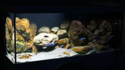 Aquarium Malawi 2 (aufgelöst, nur noch Beispiel )