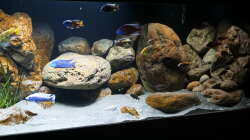 Dekoration im Aquarium Malawi 2 (aufgelöst, nur noch Beispiel )