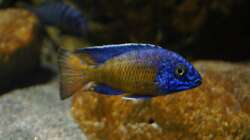 Besatz im Aquarium Malawi 2 (aufgelöst, nur noch Beispiel )