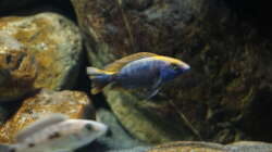 Besatz im Aquarium Malawi 2 (aufgelöst, nur noch Beispiel )