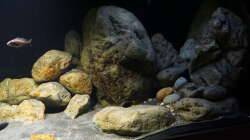 Dekoration im Aquarium Malawi 2 (aufgelöst, nur noch Beispiel )