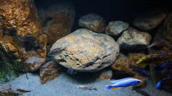 Dekoration im Aquarium Malawi 2 (aufgelöst, nur noch Beispiel )