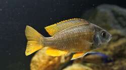 Besatz im Aquarium Malawi 2 (aufgelöst, nur noch Beispiel )