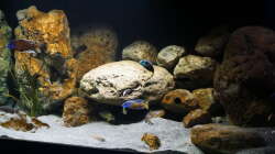 Aquarium Malawi 2 (aufgelöst, nur noch Beispiel )