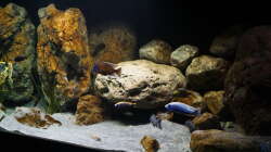 Aquarium Malawi 2 (aufgelöst, nur noch Beispiel )