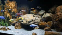 Dekoration im Aquarium Malawi 2 (aufgelöst, nur noch Beispiel )