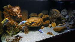 Aquarium Malawi 2 (aufgelöst, nur noch Beispiel )