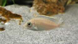 Besatz im Aquarium Malawi 2 (aufgelöst, nur noch Beispiel )