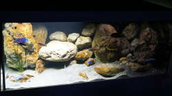 Aquarium Malawi 2 (aufgelöst, nur noch Beispiel )