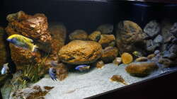Aquarium Malawi 2 (aufgelöst, nur noch Beispiel )