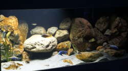 Aquarium Malawi 2 (aufgelöst, nur noch Beispiel )
