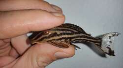 Unbestimmter Panaque