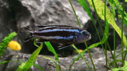 Melanochromis