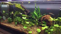 Aquarium 96er