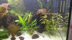 Dekoration im Aquarium 200er